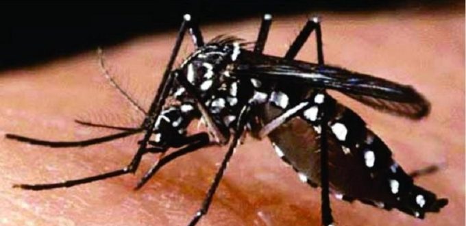 Mosquito da Dengue