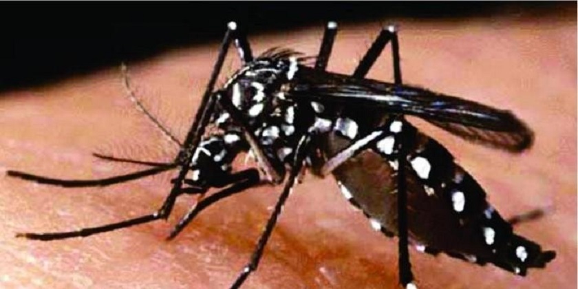 ALERTA Rio Grande Tem Amostras Positivas Para Aedes Aegypti O Mosquito Transmissor Da